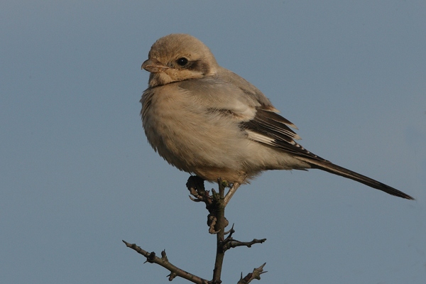 Steppe Grey Shrike