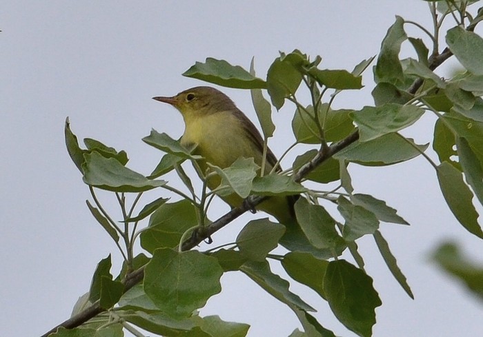 Icterine Warbler