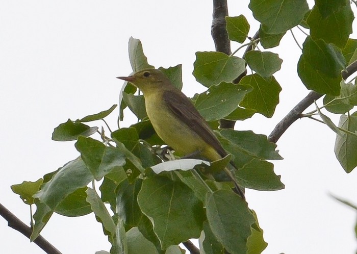 Icterine Warbler