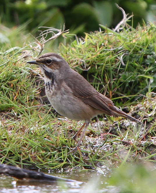 Bluethroat