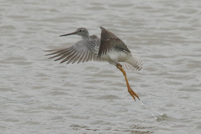Greater Yellowlegs