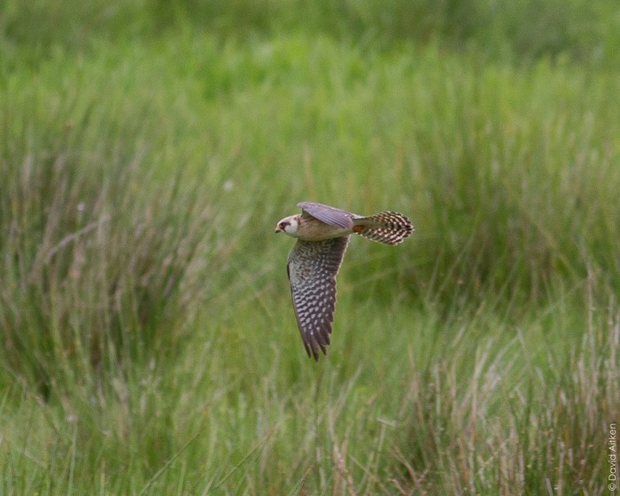 Red-footed Falcon