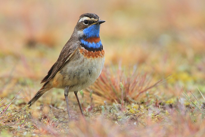 Red-spotted Bluethroat