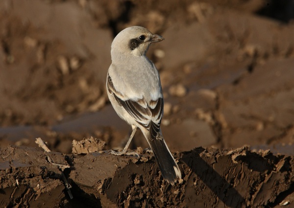 Steppe Grey Shrike