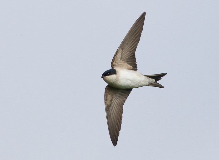 House Martin