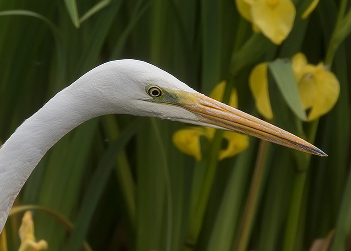 Great White Egret