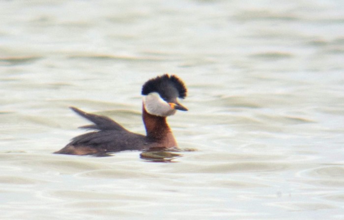 Red-necked Grebe