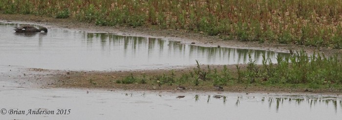 Temminck's Stint