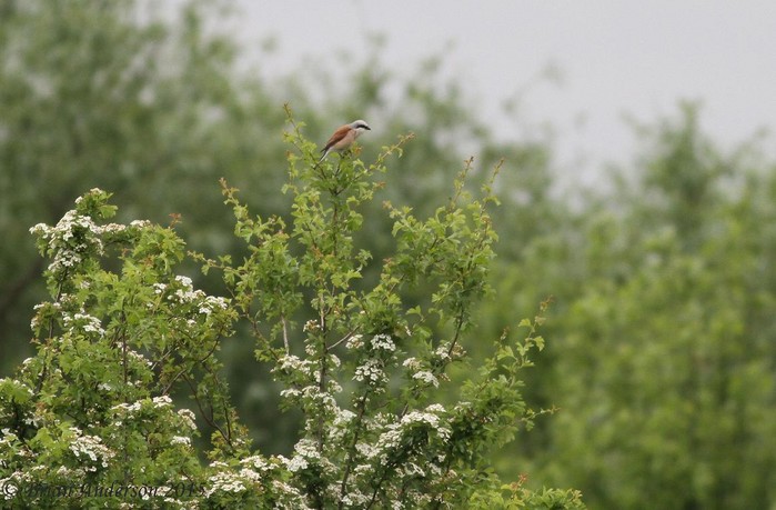 Red-backed Shrike