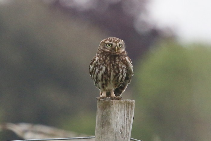 Little Owl
