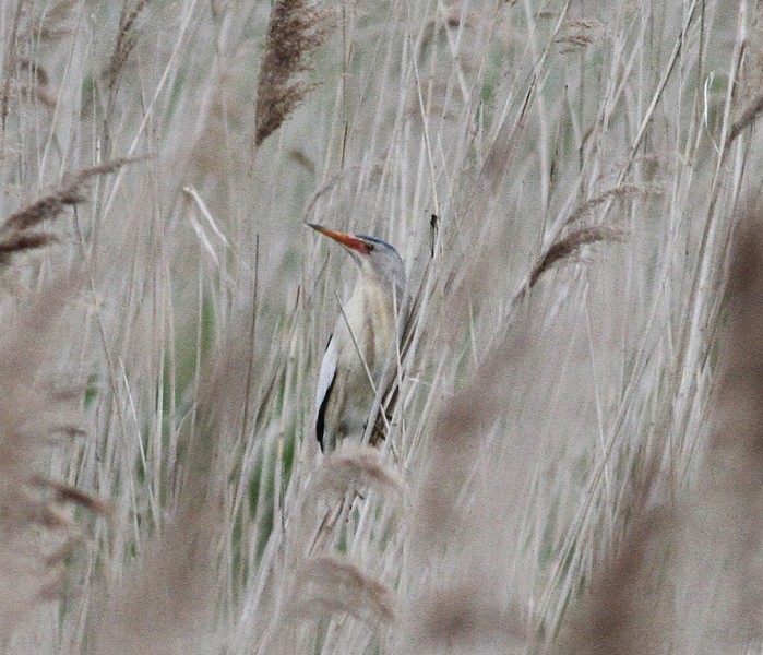 Little Bittern