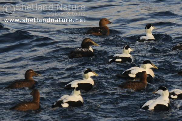 King Eider