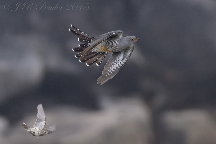 Cuckoo