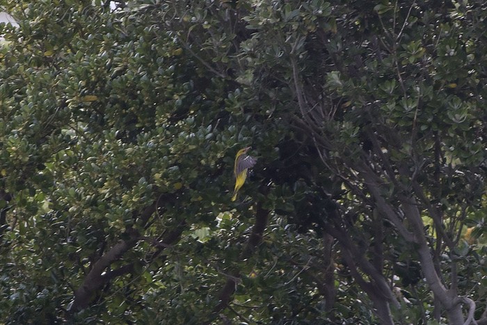 Golden Oriole