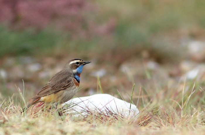 Red-spotted Bluethroat