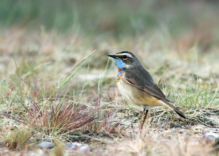 Red-spotted Bluethroat