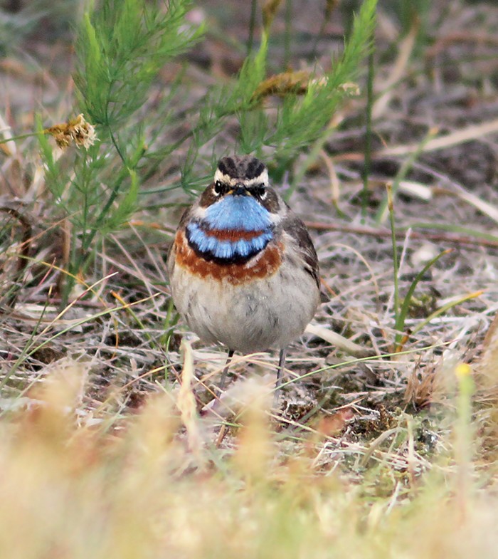Red-spotted Bluethroat
