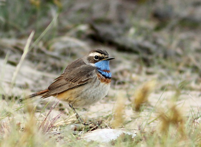 Red-spotted Bluethroat