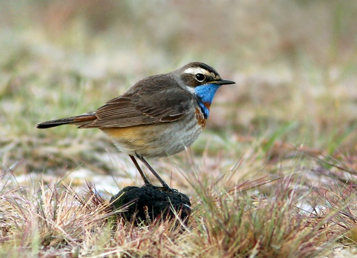 Red-spotted Bluethroat