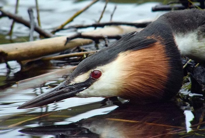 Great Crested Grebe