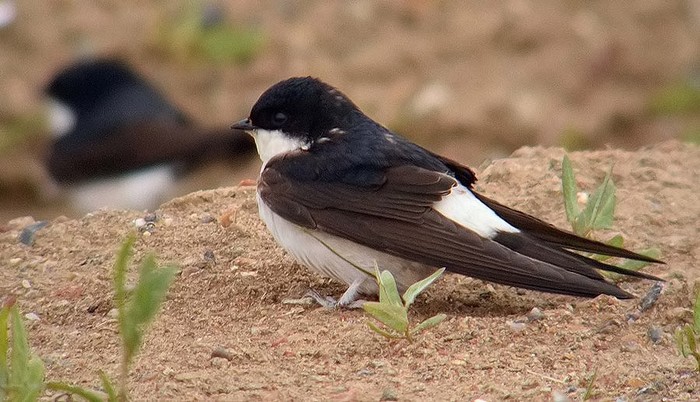 House Martin
