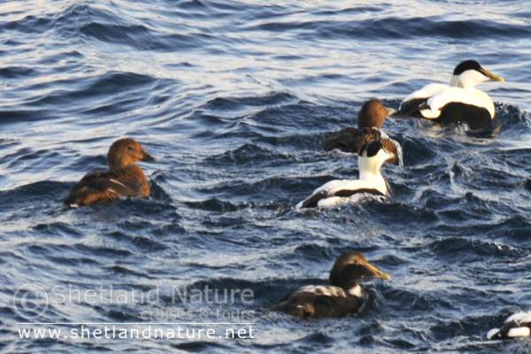 King Eider