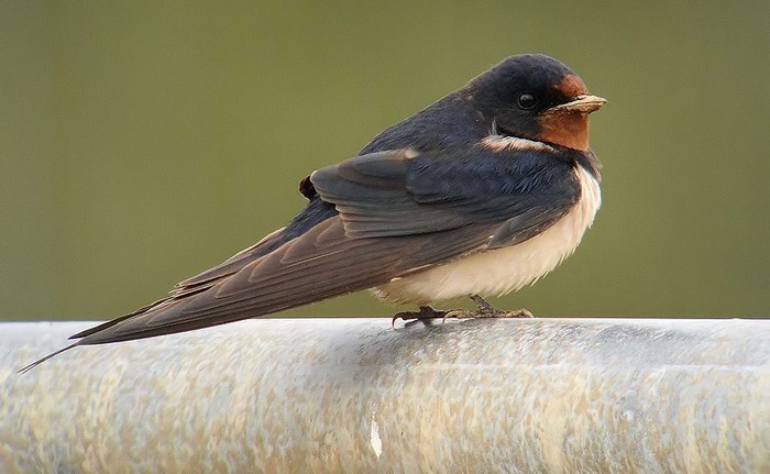 Swallow