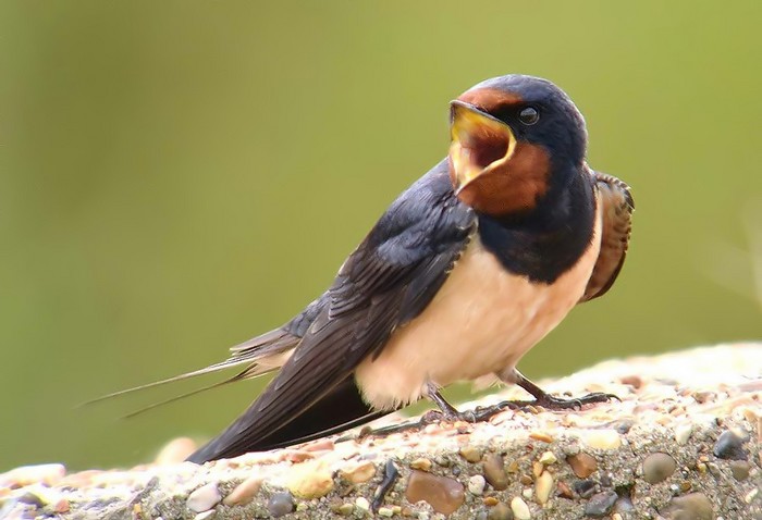 Swallow