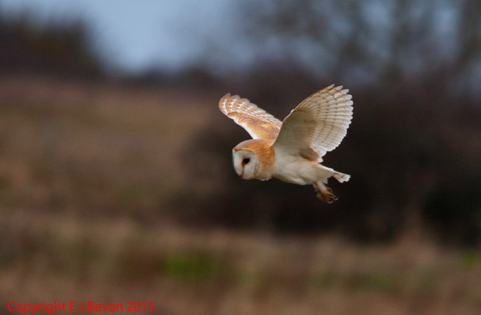 Barn Owl