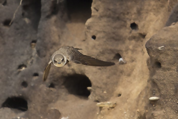 Sand Martin
