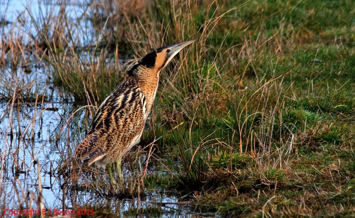 Bittern