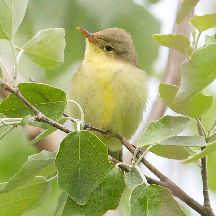 Icterine Warbler