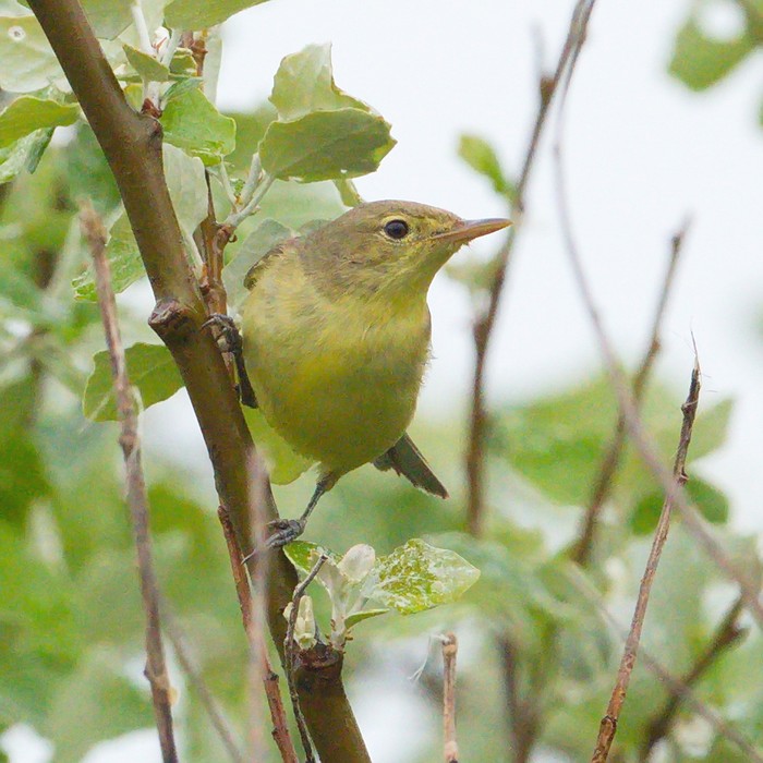 Icterine Warbler