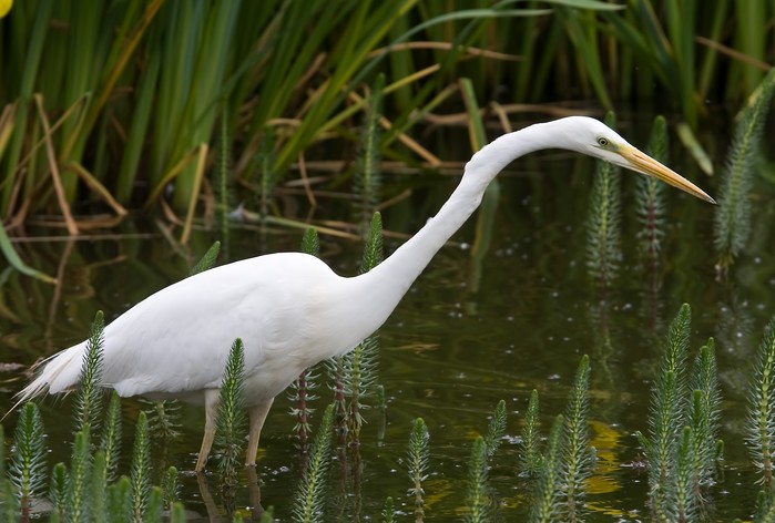 Great White Egret