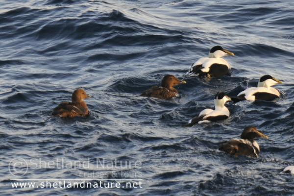 King Eider