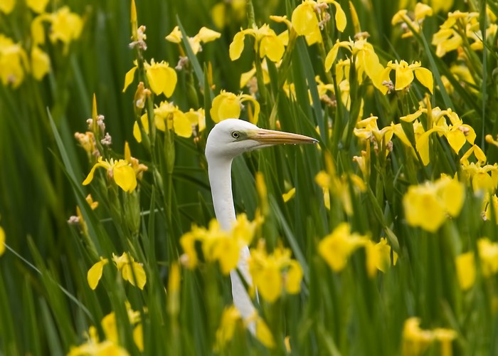 Great White Egret