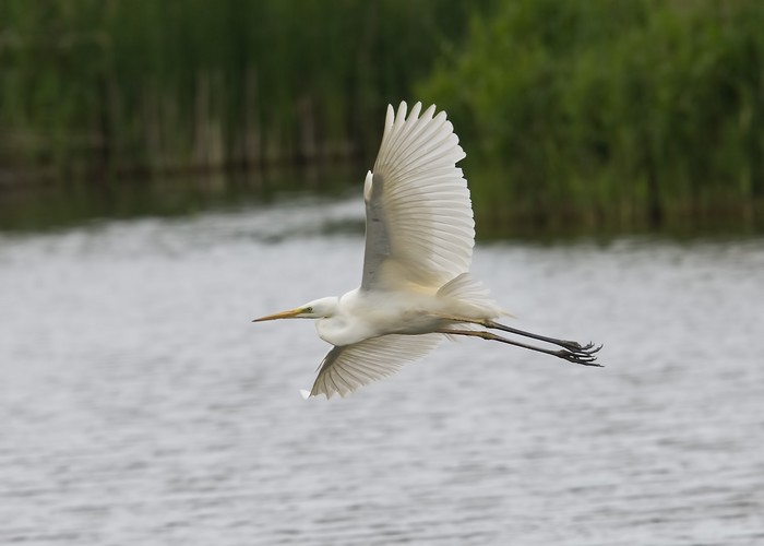 Great White Egret