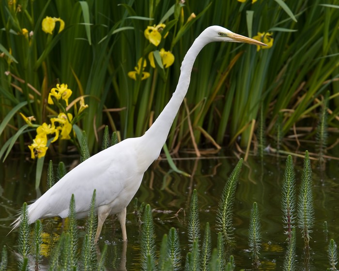 Great White Egret