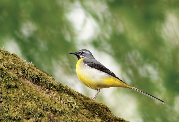 Grey Wagtail