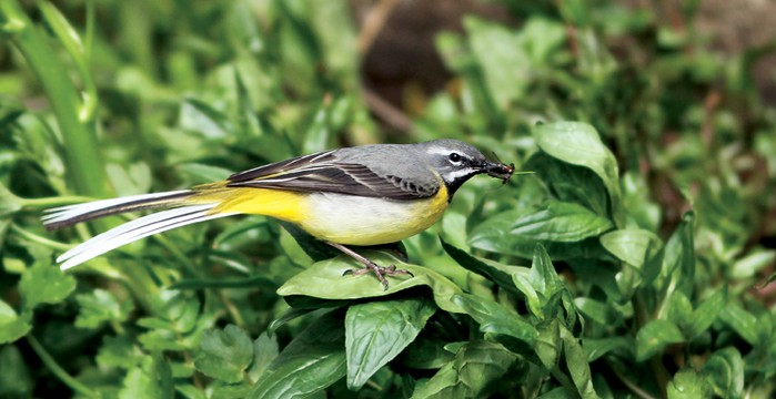 Grey Wagtail