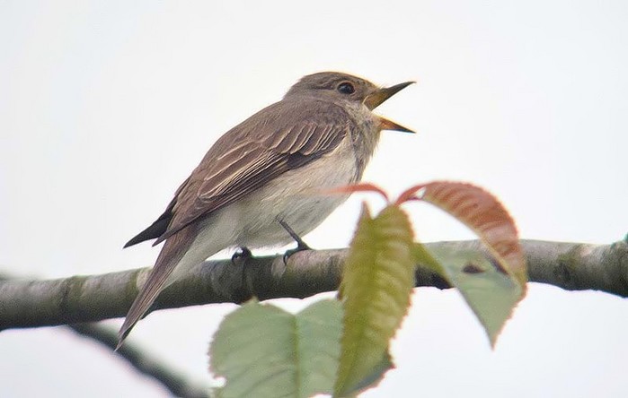 Spotted Flycatcher