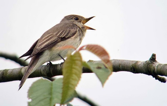 Spotted Flycatcher