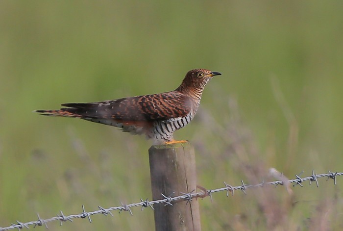 Cuckoo