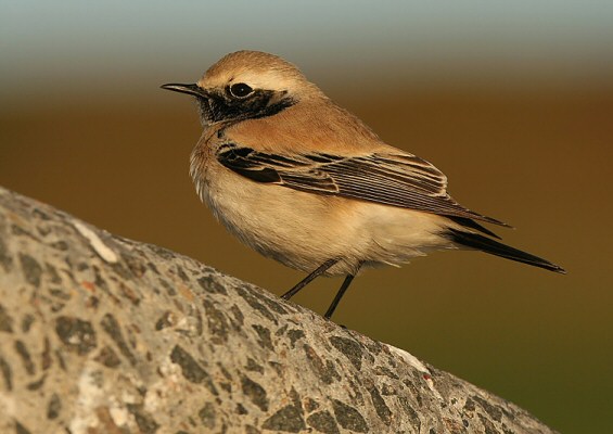 Desert Wheatear