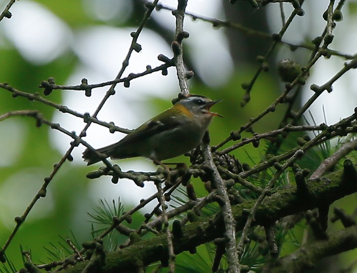 Firecrest