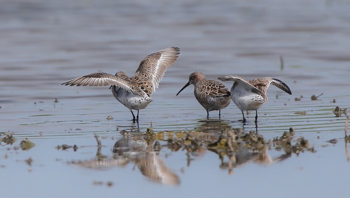 Curlew Sandpiper