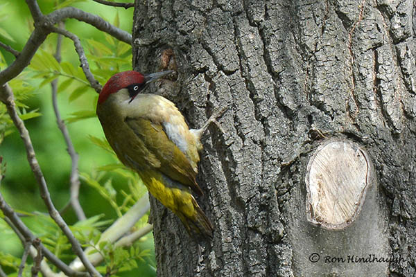 Green Woodpecker