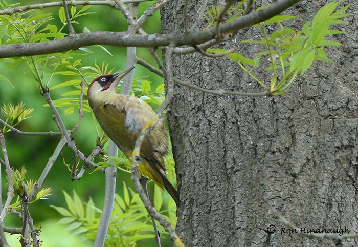 Green Woodpecker