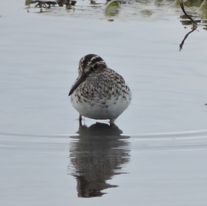 Broad-billed Sandpiper