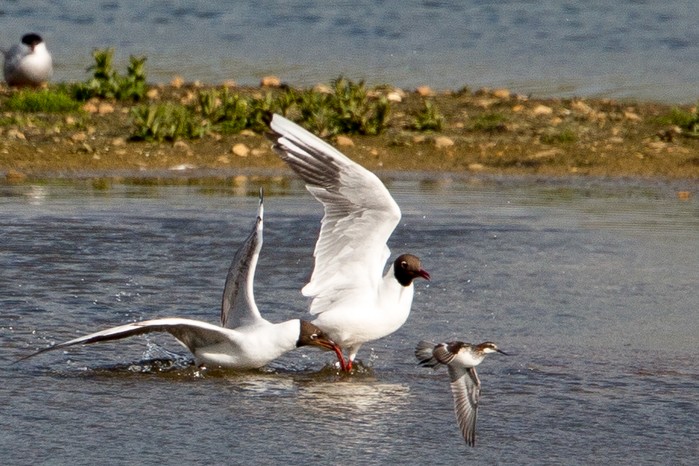 Red-necked Phalarope